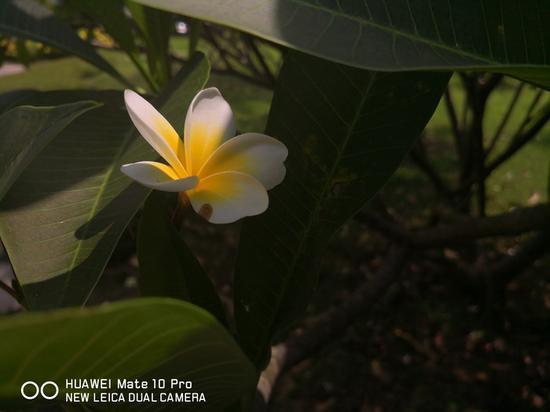 手機拍攝RAW格式 廠家噱頭還是體驗提升？