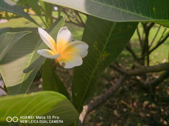 手機拍攝RAW格式 廠家噱頭還是體驗提升？