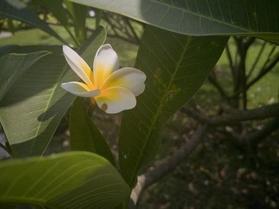 手機拍攝RAW格式 廠家噱頭還是體驗提升？