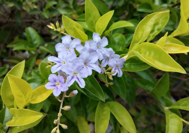 OPPO A5怎么樣 值得買嗎?OPPO A5評測