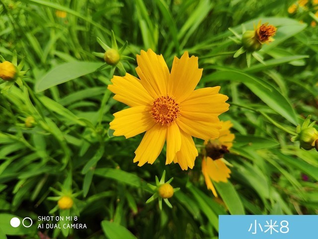 魅族16、小米8、榮耀Note10拍照對比評測 國產旗艦相機對決