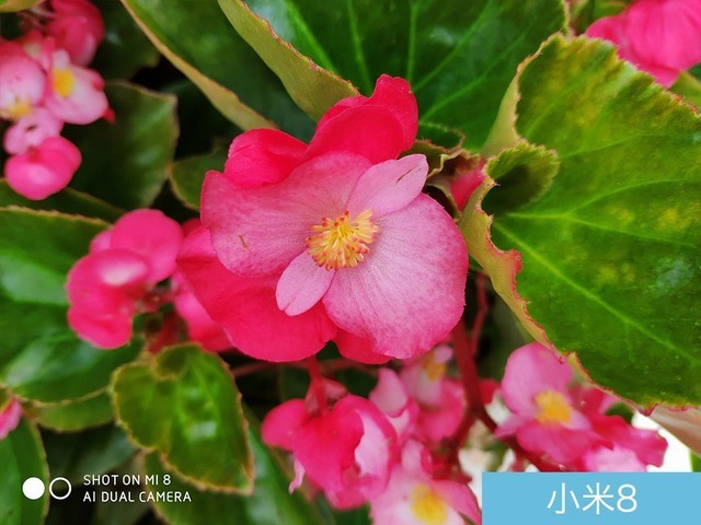 魅族16、小米8、榮耀Note10拍照對比評測 國產旗艦相機對決