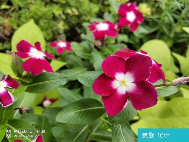 魅族16和榮耀Note10哪個好？榮耀Note10對比魅族16評測