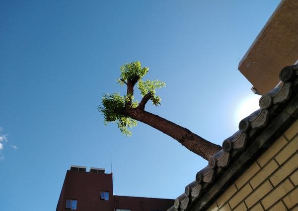 7.12寸巨屏手機 榮耀8X Max評測