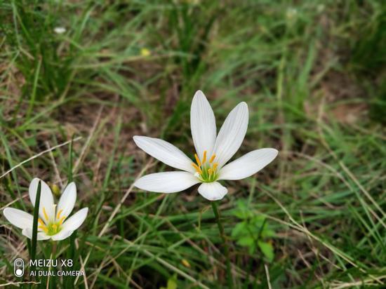 ▲魅族X8雙攝像頭虛化樣張