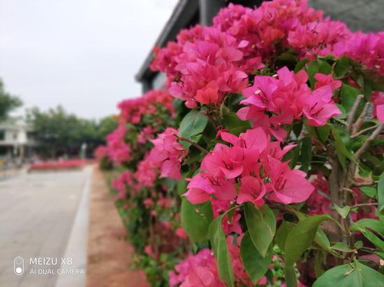 ▲魅族X8雙攝虛化樣張