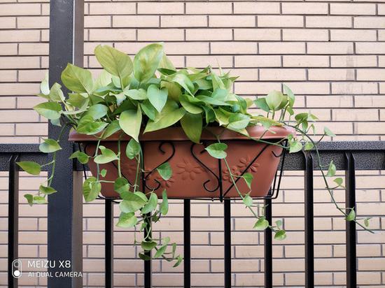 魅族X8綠植拍照樣張