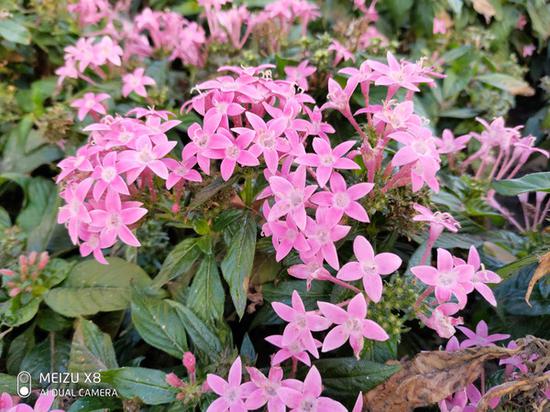 魅族X8花卉拍照樣張
