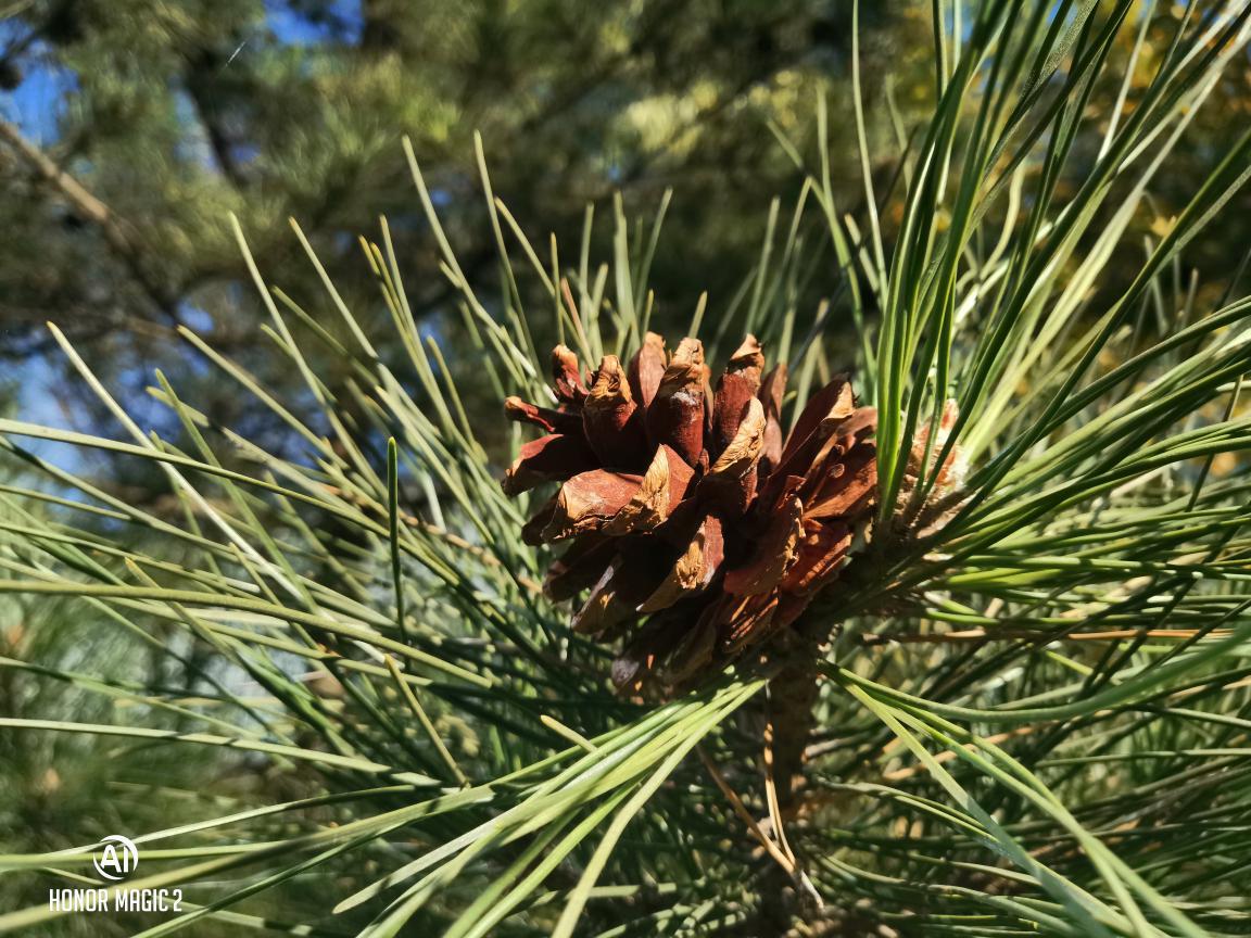 榮耀Magic2評測：在人工智能的路上更進一步